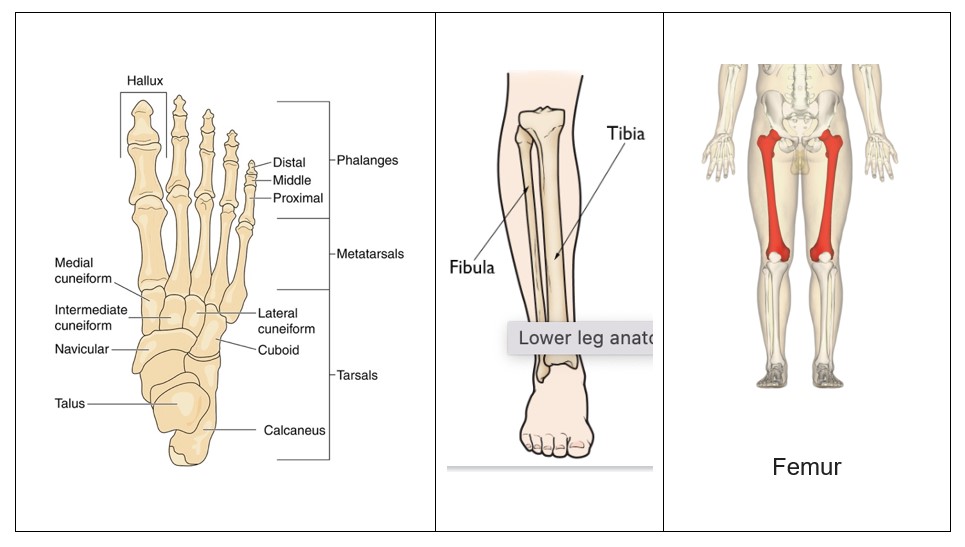 Stress Fractures & Shin Splints